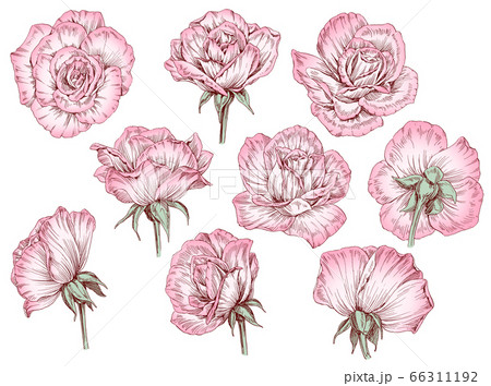 手描きの薔薇の花の線画素材集のイラスト素材