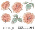 手描きの薔薇の花と葉の線画素材集 66311194