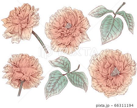 手描きの薔薇の花と葉の線画素材集のイラスト素材