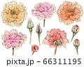 手描きの薔薇の花の線画素材集 66311195