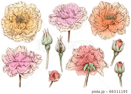 手描きの薔薇の花の線画素材集のイラスト素材
