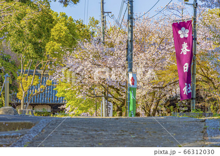 大阪　高槻　春の上宮天満宮　　　 66312030