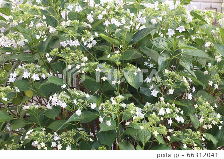 庭に咲いた白い紫陽花 隅田の花火の写真素材