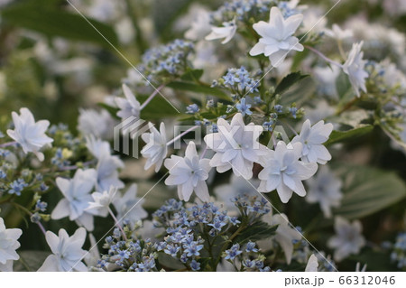 庭に咲いた白い紫陽花 隅田の花火 庭に咲いた白い紫陽花 隅田の花火 66312046