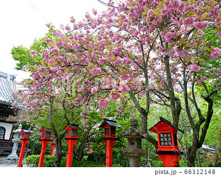 春の大津 律院の八重桜 春の大津 律院の八重桜 66312148