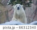 白熊　にらめっこ 66312340
