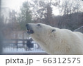 白熊　横顔 66312575