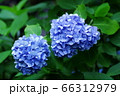 紫陽花　ダブル 66312979