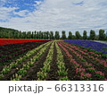 ファーム富田 66313316