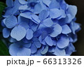 紫陽花　アップ 66313326