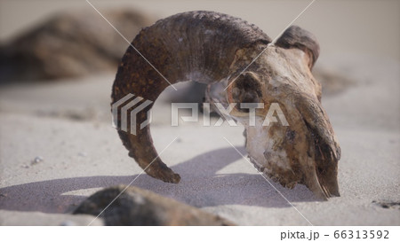 Skull with ram horns on the beach Skull with ram horns on the beach 66313592