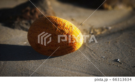 Desert melon on the sand beach Desert melon on the sand beach 66313634