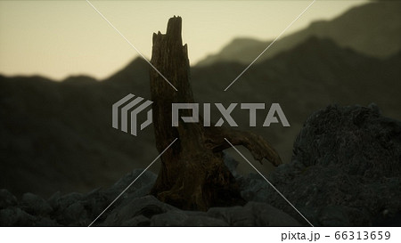 Dead pine tree at granite rock at sunset Dead pine tree at granite rock at sunset 66313659