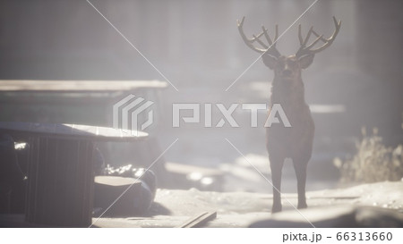 Wild deer rooming around the streets in abandoned 66313660