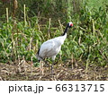 タンチョウ 66313715