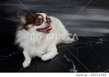 Long haired chihuahua dog closeup portrait isolated on black background. Long haired chihuahua dog closeup portrait isolated on black background. 66313789