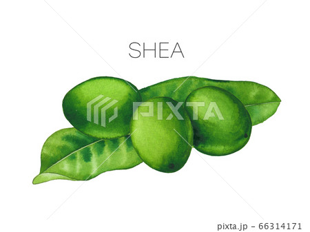Watercolor shea nuts on the leaves isolated on white background 66314171