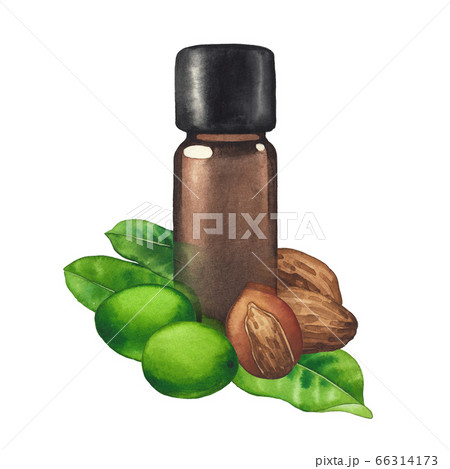 Watercolor oil bottles surrounded by shea plants Watercolor oil bottles surrounded by shea plants 66314173