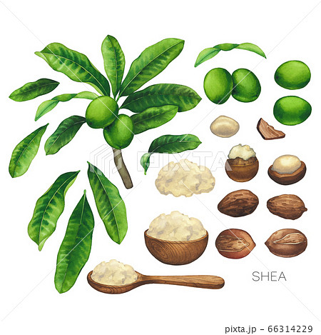 Collection of watercolor shea plants. Nuts, leaves and butter inside the woodeb bowl and spoon 66314229