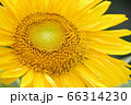 燦々と　向日葵 66314230