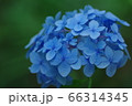 可憐に咲く紫陽花 66314345