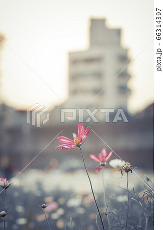 花 フラワー お花 66314397
