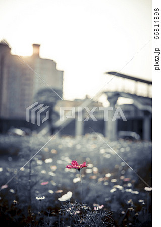 花 フラワー お花 66314398