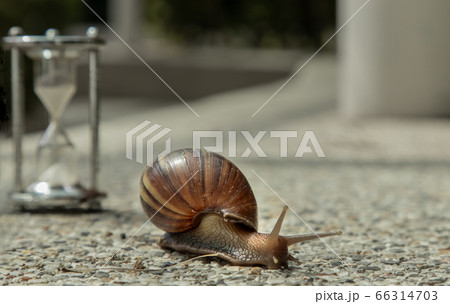 Dark achatina snail with Dark shell crawling. Dark achatina snail with Dark shell crawling. 66314703