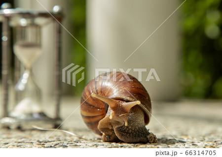 Dark achatina snail with Dark shell crawling. 66314705