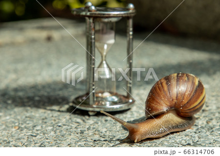 Dark achatina snail with Dark shell crawling. 66314706