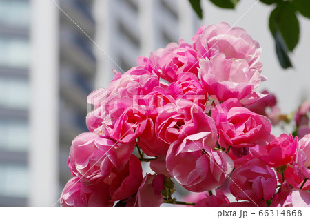 バラの花 バラの花 66314868
