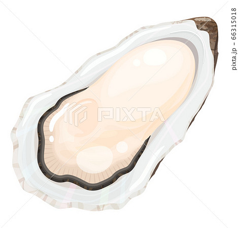 牡蠣のイラストのイラスト素材