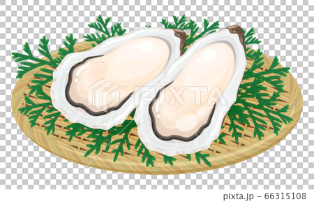 竹ザルに盛り付けた牡蠣のイラスト ヒバ ヒノキアスナロのイラスト素材