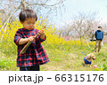 菜の花畑で遊ぶ幼児　男児 66315176