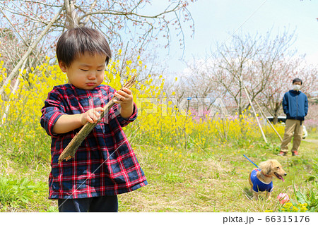 菜の花畑で遊ぶ幼児　男児 66315176