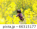 菜の花畑で遊ぶ幼児　男児 66315177