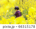 菜の花畑で遊ぶ幼児　男児 66315178