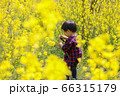 菜の花畑で遊ぶ幼児　男児 66315179