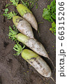 大根 66315206