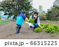 畑仕事をする親子　親子　幼児 66315225