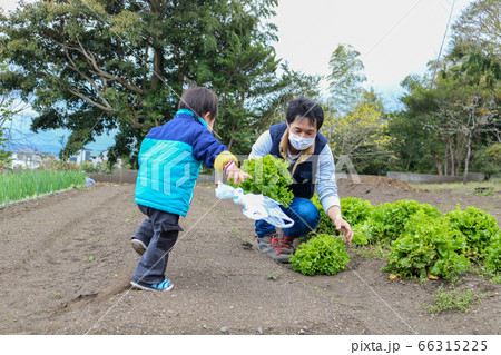 畑仕事をする親子　親子　幼児 66315225