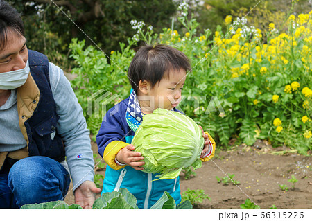 畑仕事をする親子　親子　幼児 66315226
