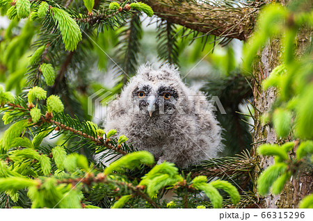 A small long-eared owl sits on a tree branch in A small long-eared owl sits on a tree branch in 66315296