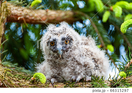 A small long-eared owl sits on a tree branch in 66315297