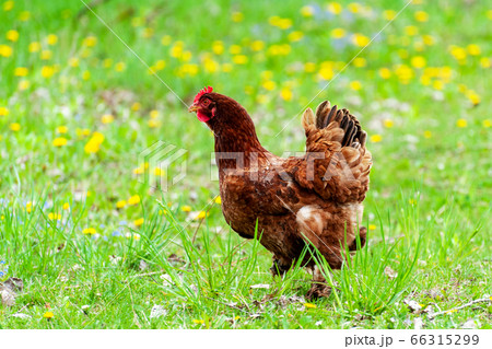 Chiken close up on the farm Chiken close up on the farm 66315299