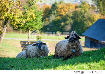 A sheep herd in the summer in a meadow A sheep herd in the summer in a meadow 66315303