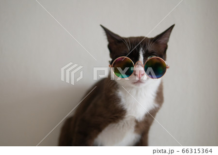 Brown cat with wears metallic style glasses to party concept fancy dress up in funny and cool mood Brown cat with wears metallic style glasses to party concept fancy dress up in funny and cool mood 66315364