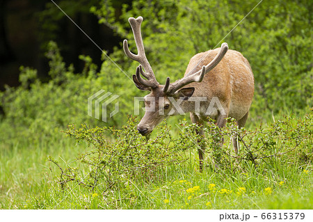 Calm red deer stag stretching neck and feeding on a glade with green grass. 66315379