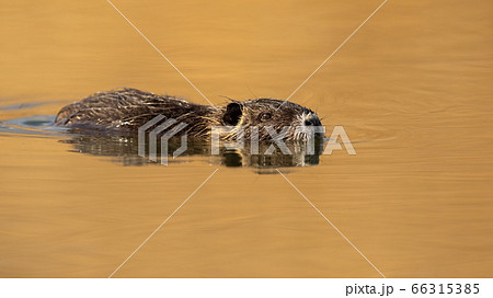 Nutria swimming in water with head just above surface in nature 66315385