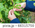 畑仕事　男性 66315750